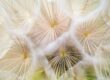 Dandelion umbrellas in macro